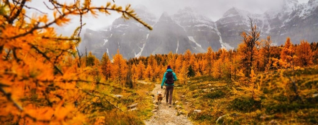 Walking Dog in Autumn